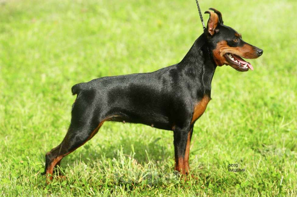 Собаки в Геленджике: Щенки цвергпинчера Мальчик, 50 000 руб. - фото 5