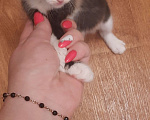 Кошки в Казани: Котенок в добрые руки  Девочка, 1 руб. - фото 4