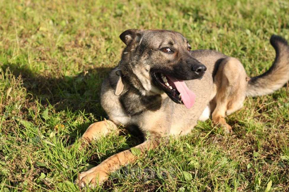 Собаки в Москве: Марс Мальчик, Бесплатно - фото 4