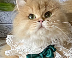 Кошки в Екатеринбурге: Кошечка для любви и обожания Девочка, 1 000 руб. - фото 1
