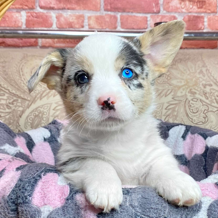 Собаки в Москве: Щенки вельш-корги кардиган Девочка, 30 000 руб. - фото 1