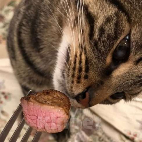 Кошки в Санкт-Петербурге: Пропал кот  Мальчик, 100 руб. - фото 2