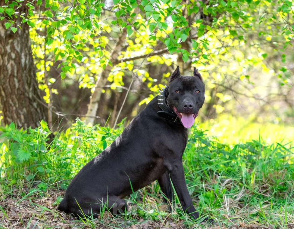 Собаки в Москве: Веном в добрые руки Мальчик, Бесплатно - фото 10