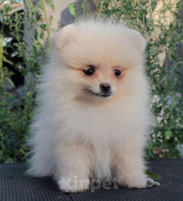 Собаки в Москве: померанский шпиц щенки 2 мес, 25 000 руб. - фото 4