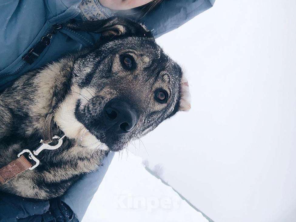 Собаки в Москве: Обнимашка, целовашка - ласковый пес Мартин в добрые руки Мальчик, 100 руб. - фото 1
