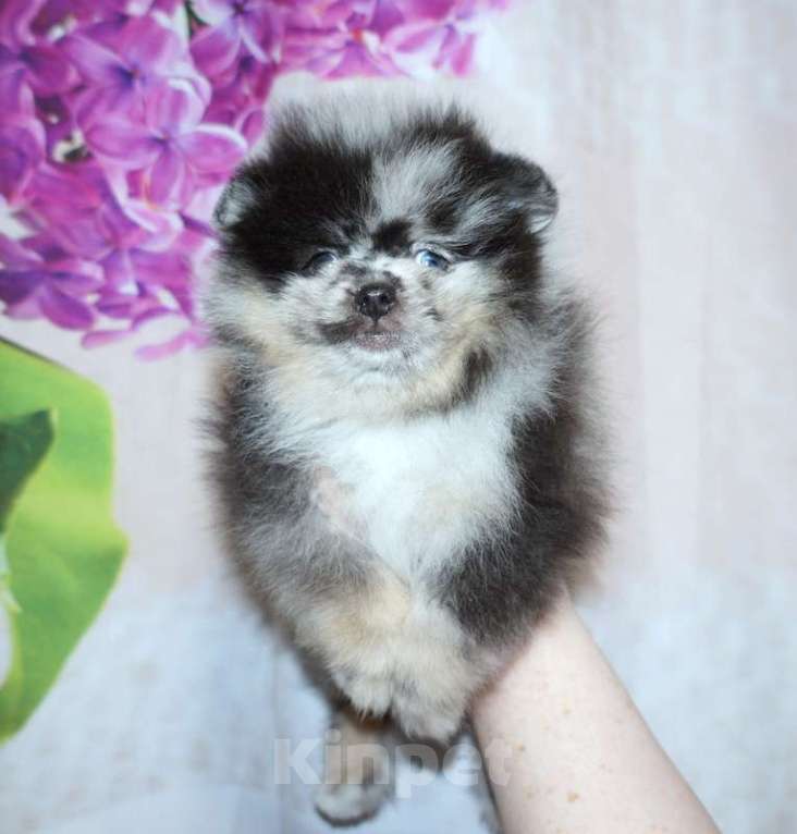 Собаки в Рязани: Мраморный шпиц  Мальчик, 25 000 руб. - фото 2