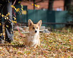 Собаки в Воронеже: Щенки Вельш Корги Пемброк Девочка, 75 000 руб. - фото 4