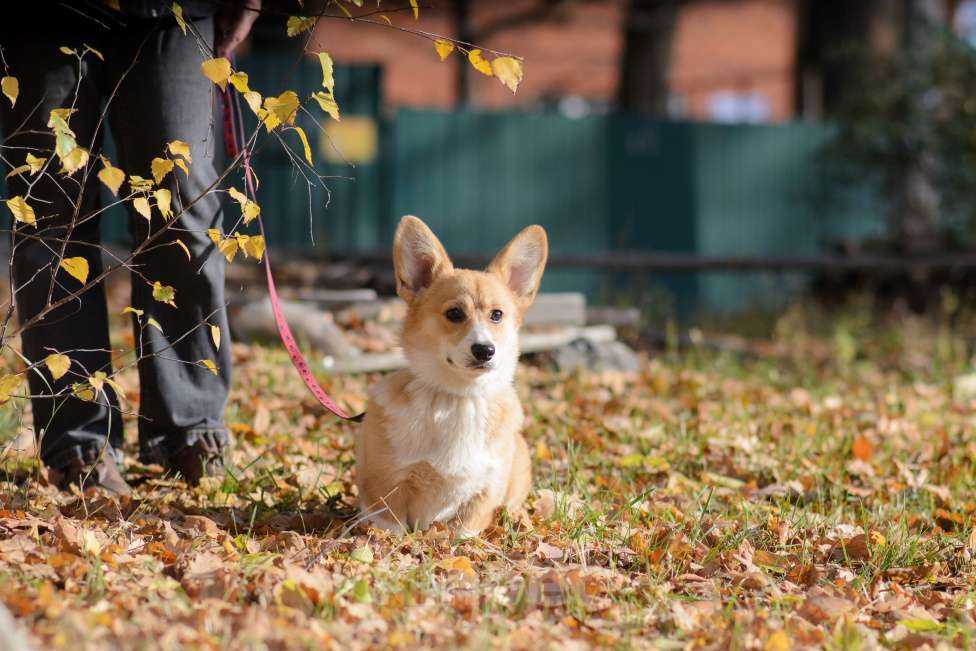 Собаки в Воронеже: Щенки Вельш Корги Пемброк Девочка, 75 000 руб. - фото 4