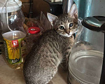 Кошки в Москве: Котята - девочки ищут дом! Девочка, Бесплатно - фото 5