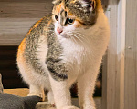 Кошки в Серпухове: Котенок в добрые руки Девочка, Бесплатно - фото 3