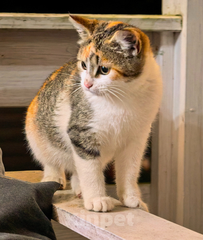 Кошки в Серпухове: Котенок в добрые руки Девочка, Бесплатно - фото 3