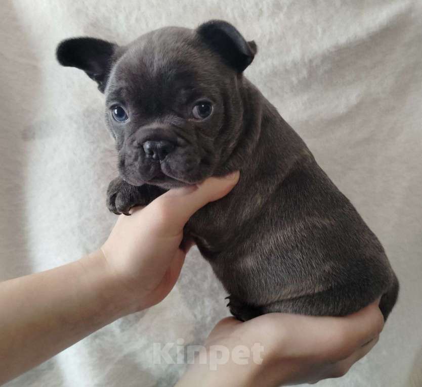 Собаки в Москве: Красивые  девочки и мальчик. Мальчик, 60 000 руб. - фото 1