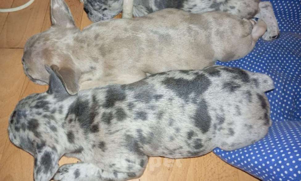 Собаки в Санкт-Петербурге: Продам щенков французского бульдога Девочка, 50 000 руб. - фото 4