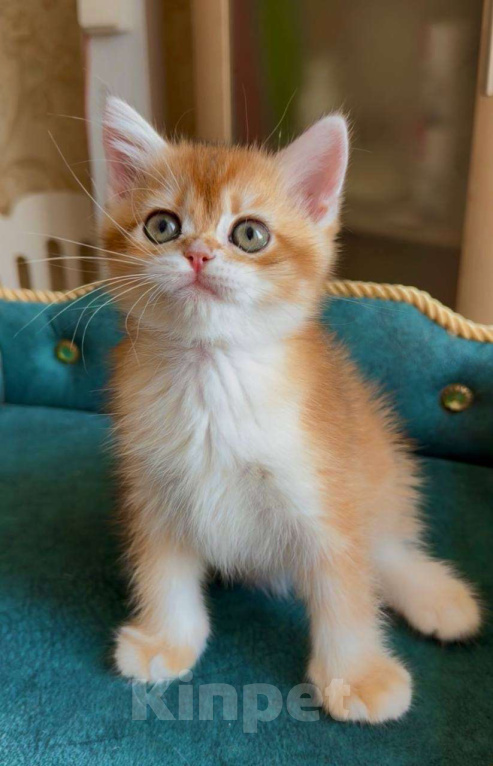 Кошки в Москве: Кумир Мальчик, 80 000 руб. - фото 3