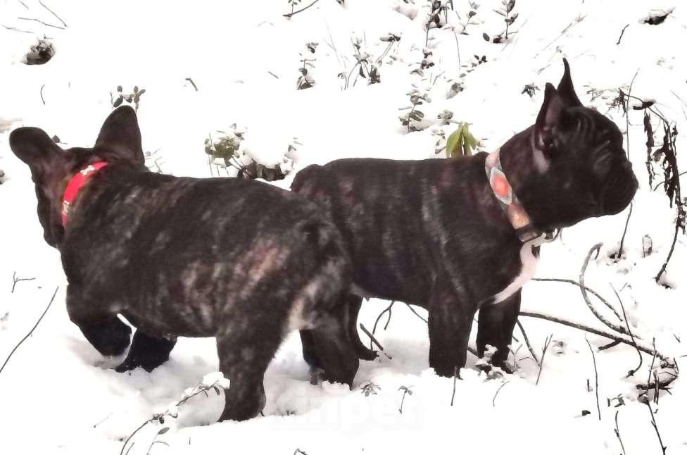 Собаки в Санкт-Петербурге: Щенки французского бульдога  Мальчик, Бесплатно - фото 1