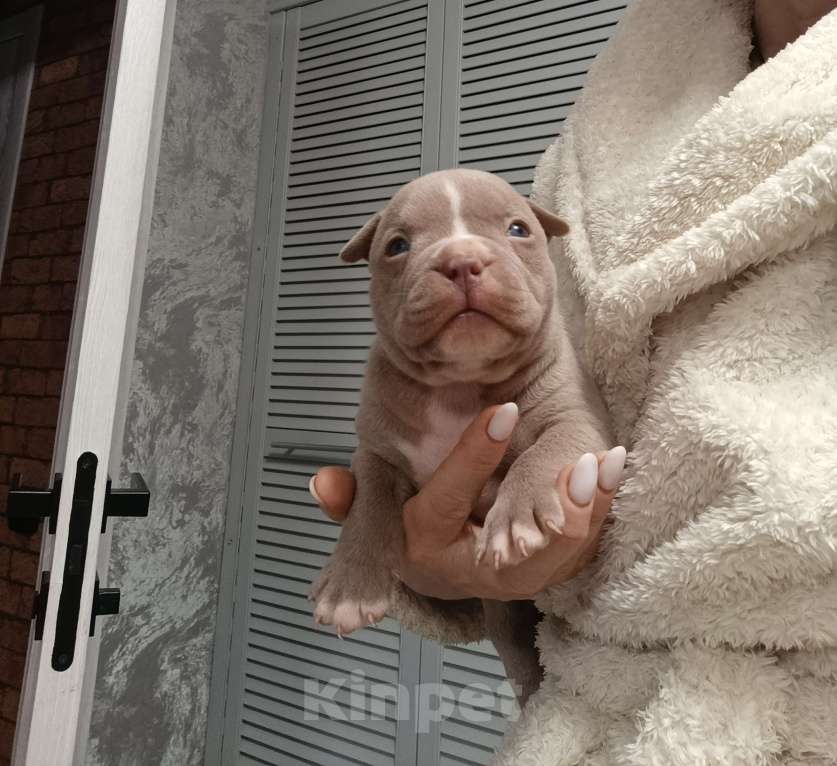 Собаки в Краснодаре: Мальчики американского булли  Мальчик, 80 000 руб. - фото 3