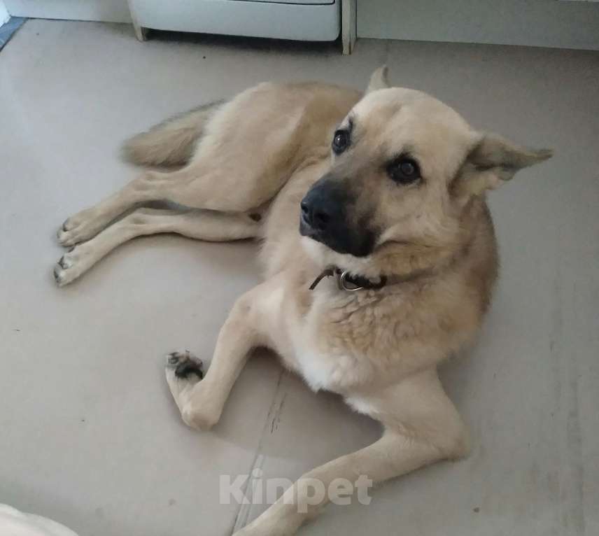 Собаки в Ростове-на-Дону: Пропала собака Мальчик, 10 000 руб. - фото 2