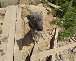 Собаки в Иркутске: Собачку в добрые руки Девочка, Бесплатно - фото 7
