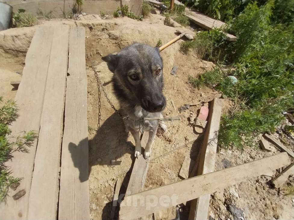 Собаки в Иркутске: Собачку в добрые руки Девочка, Бесплатно - фото 7