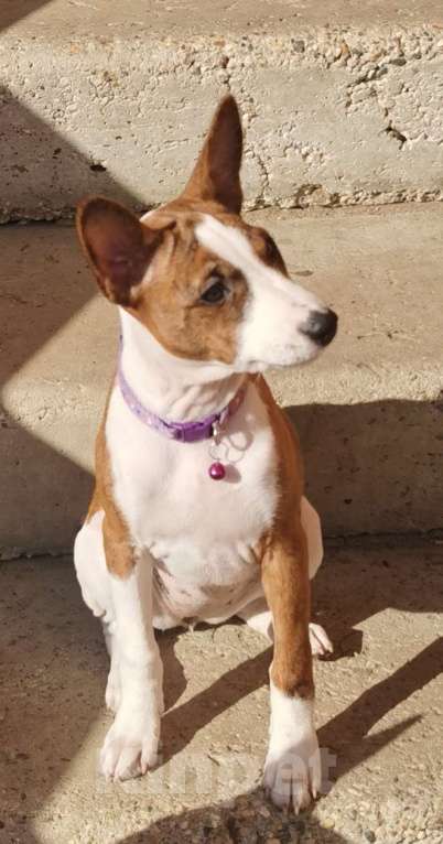 Собаки в Электроуглях: Продажа щенков басенджи Девочка, 40 000 руб. - фото 8