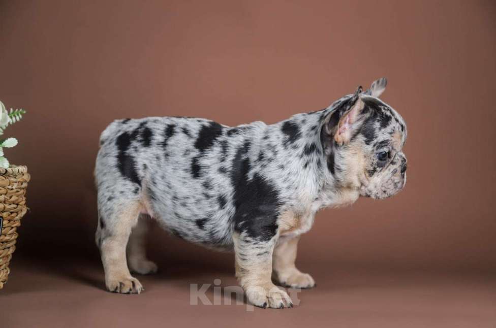 Собаки в Москве: Девочка голубой мрамор Девочка, 100 000 руб. - фото 6