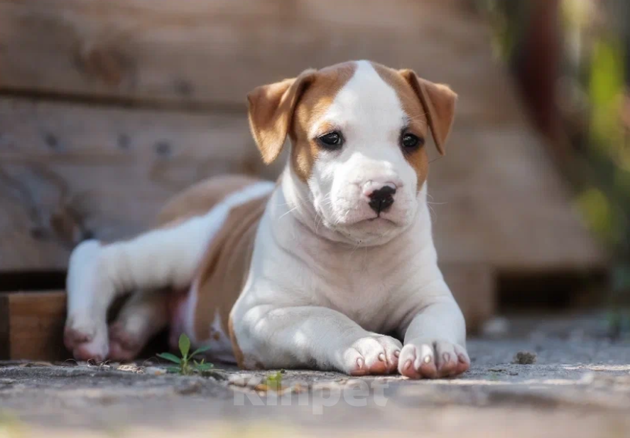 Собаки в Ломоносе: Щенок АСТ из питомника Мальчик, 30 000 руб. - фото 1