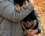 Собаки в Москве: Метис Цезарь в поиске своего дома Мальчик, Бесплатно - фото 2