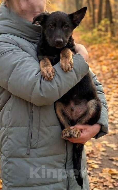 Собаки в Москве: Метис Цезарь в поиске своего дома Мальчик, Бесплатно - фото 2