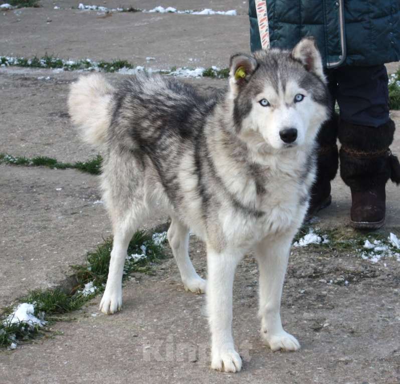 Собаки в Москве: Сибиряк Бриз ищет дом и своих людей. Мальчик, Бесплатно - фото 7