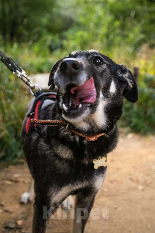 Собаки в Москве: Табити Девочка, Бесплатно - фото 11