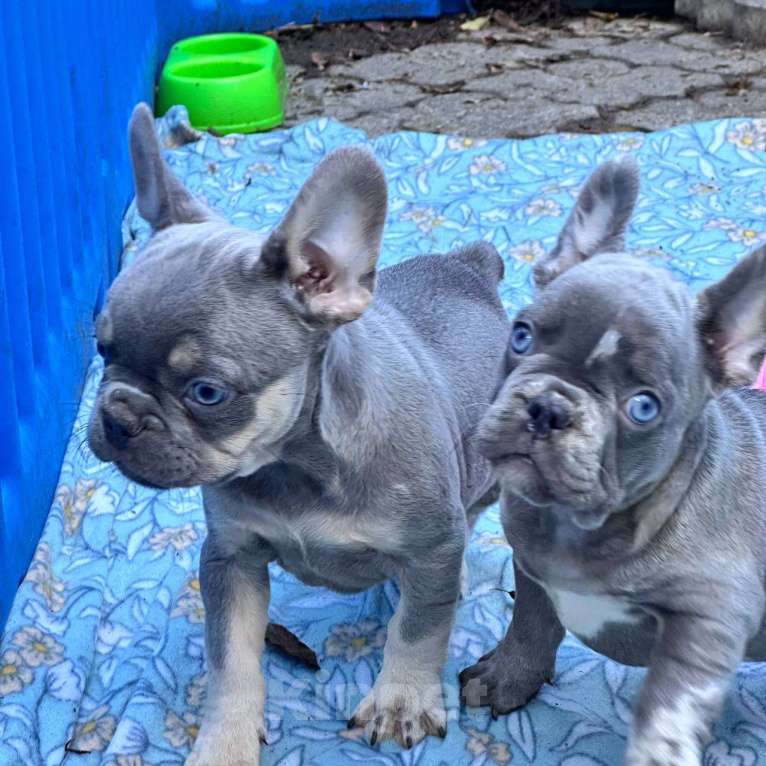 Собаки в Москве: ДЖЕНТЕЛЬМЕН Мальчик, Бесплатно - фото 1