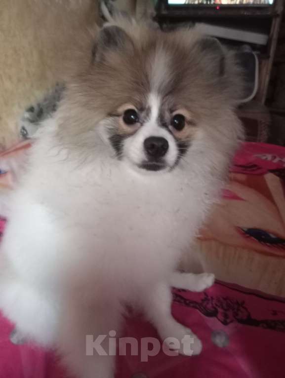 Собаки в Санкт-Петербурге: Померанский шпиц щенок Мальчик, 30 000 руб. - фото 1