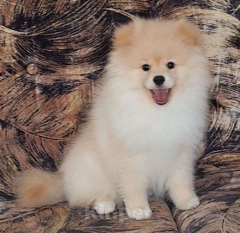 Собаки в Ангарске: Мальчик Мальчик, 28 000 руб. - фото 3