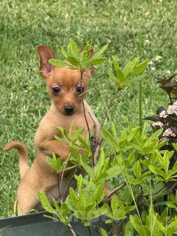 Собаки в других городах Московской области: Пражский крысарик Мальчик, Бесплатно - фото 2