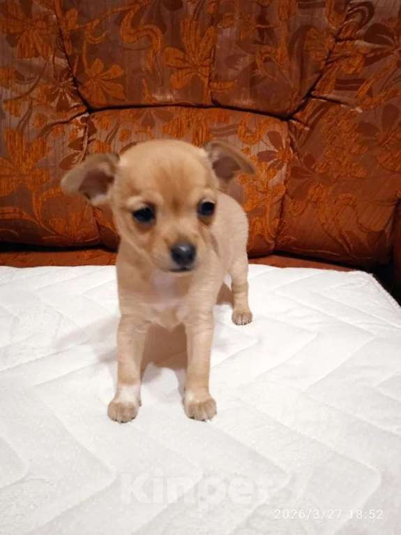 Собаки в других городах Московской области: Продаю щенка Девочка, Бесплатно - фото 1