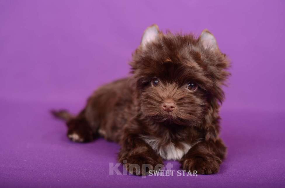 Собаки в Нижнем Новгороде: Мальчик шоколадного йорка Мальчик, 55 000 руб. - фото 2