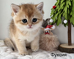 Кошки в Ковровом: Продаются котята Британской золотой шиншиллы с документами  Девочка, 50 000 руб. - фото 1