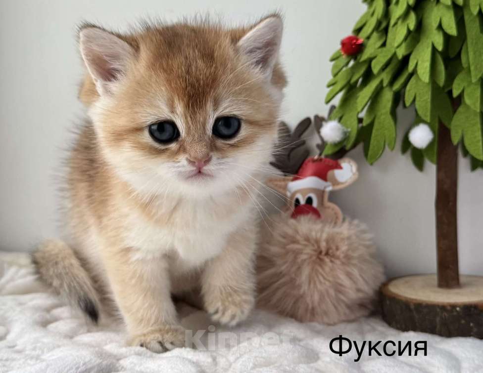 Кошки в Ковровом: Продаются котята Британской золотой шиншиллы с документами  Девочка, 50 000 руб. - фото 1