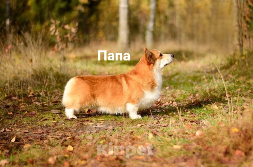 Собаки в Фрязино: Девочка вельш корги пемброк  Девочка, 55 000 руб. - фото 10