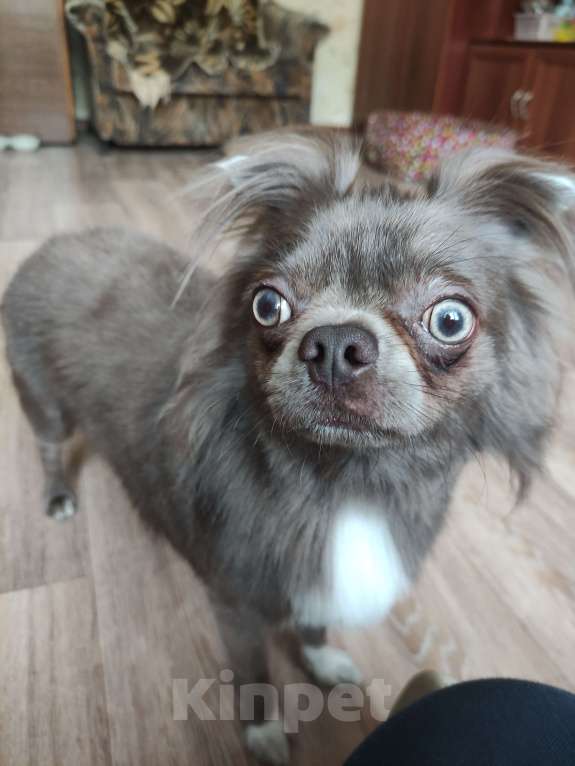 Собаки в Калуге: Мальчик Чихуахуа на вязку Мальчик, Бесплатно - фото 3