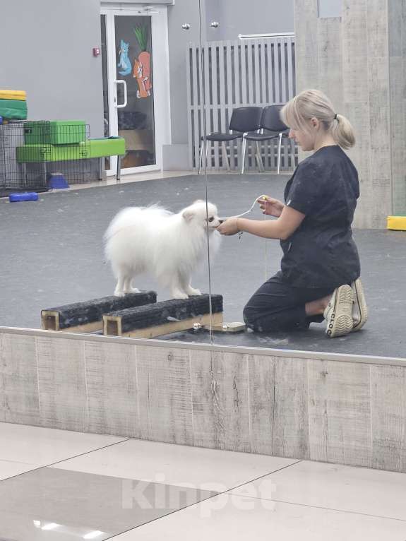 Собаки в Челябинске: Вязка Мальчик, 10 000 руб. - фото 4