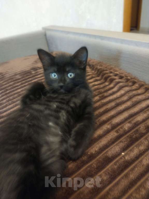 Кошки в Балашихе: Котик в добрые руки  Мальчик, Бесплатно - фото 2