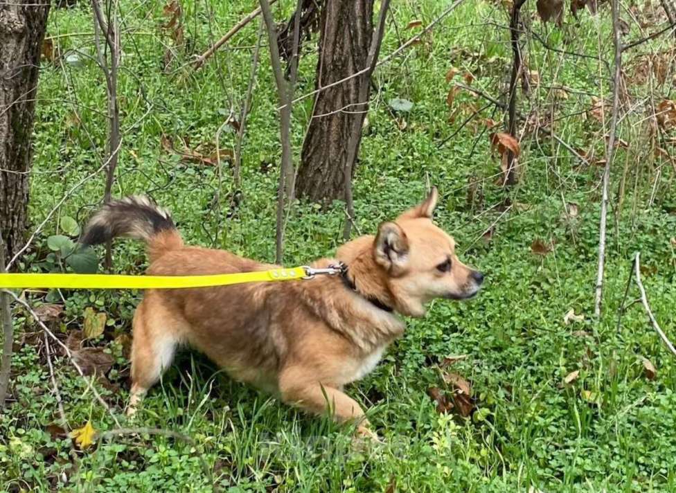 Собаки в Ростове-на-Дону: Малышка Фаня очень тебя ждет! Девочка, Бесплатно - фото 3