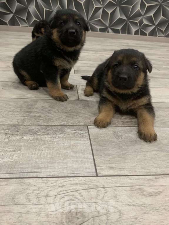 Собаки в других городах Краснодарского края: щенки немецкой овчарки Мальчик, 8 000 руб. - фото 2