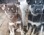Собаки в Тарусе: Хаски в добрые люди Девочка, 50 руб. - фото 4