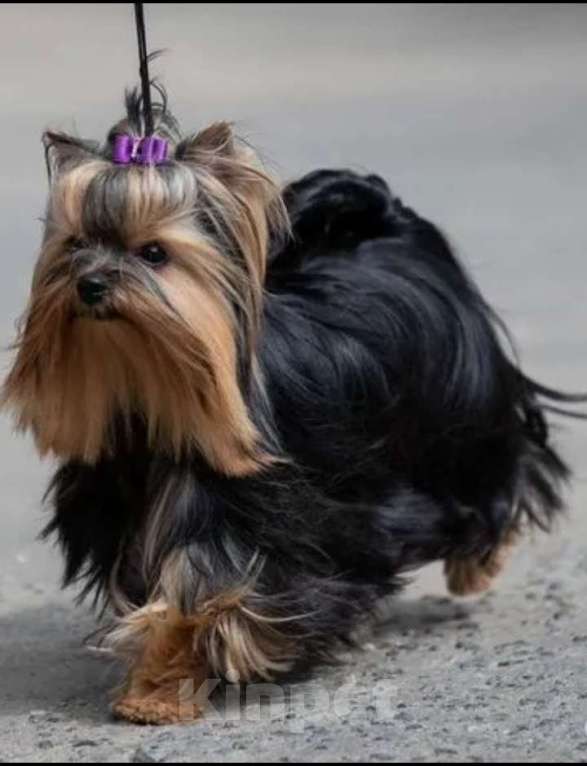 Собаки в Боровске: Пупсики Мальчик, 25 000 руб. - фото 3