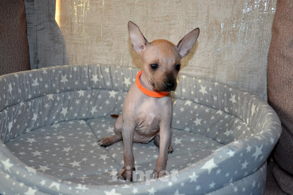 Собаки в Москве: Щенки ксолоитцкуинтли мини-ксоло Девочка, Бесплатно - фото 2