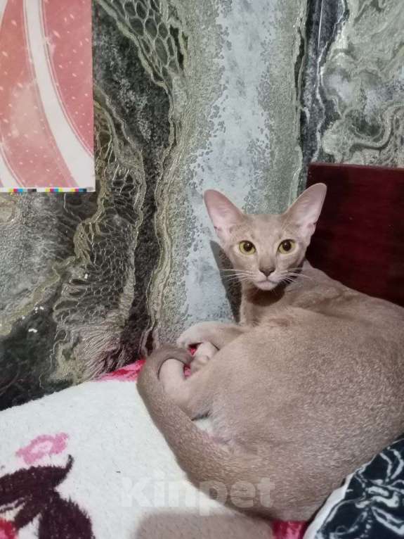 Кошки в Брянске: Абиссинские котодетки Девочка, 25 000 руб. - фото 2