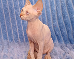 Кошки в Нижнекамске: Голубоглазый девон рекс Мальчик, 40 000 руб. - фото 3