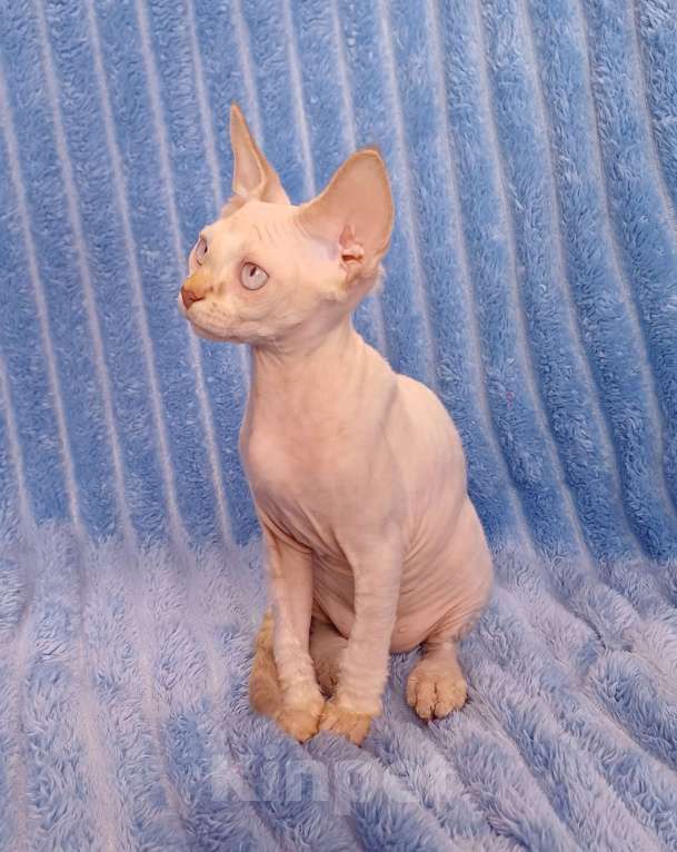 Кошки в Нижнекамске: Голубоглазый девон рекс Мальчик, 40 000 руб. - фото 3